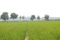 The vast expanse of green rice fields in the morning in Indonesia Royalty Free Stock Photo