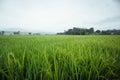 vast expanse of Indonesian rice fields. Royalty Free Stock Photo