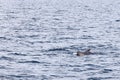 In the Arctic\'s embrace, a mother pilot whale guides her calf through icy waters