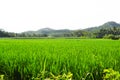 Vast expanse of rice fields with green rice leaves