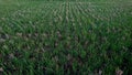 A vast expanse of rice fields with rows of straw and green grass