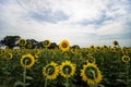 a large sunflower field in the foreground with trees and blue sky above Royalty Free Stock Photo