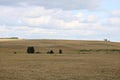 On the vast expanses of fields with ripened, yellowed, lush rye Royalty Free Stock Photo