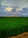 vast expanses of rice stretches Royalty Free Stock Photo