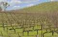 Vast field with dry grapevines growing in the Sonoma Valley in California, showing winter bareness