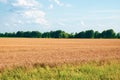 A vast field of golden crops under a blue sky with fluffy white clouds, bordered by green grass and distant trees Royalty Free Stock Photo