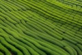 Maze-Like Field of Green Grass Royalty Free Stock Photo