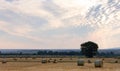 Vast Field of Hay Bales Royalty Free Stock Photo