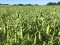 Vast field of peas in northern Poland