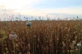 Vast field with poppy heads Royalty Free Stock Photo