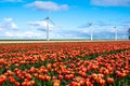 A vast field of red and yellow tulips in full bloom swaying gently in the wind, with iconic windmill turbines standing Royalty Free Stock Photo