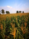 The vast field of ripe tassel and corn pollen. Royalty Free Stock Photo