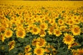 Vast Field of Sunflowers in Full Bloom