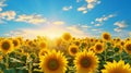 A vast field of vibrant sunflowers under a clear blue sky Royalty Free Stock Photo