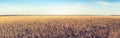 Field of wheat lit by the morning sun Royalty Free Stock Photo