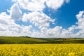 Vast fields of daisies and flowering mustard in Russia