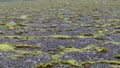 Vast flat area with green moss and gravel Royalty Free Stock Photo