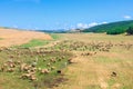 Vast flock of sheep grazing across rolling fields Royalty Free Stock Photo
