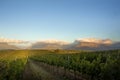 Vast, Flowing Vineyard in Golden Afternoon Light Royalty Free Stock Photo