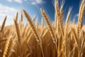 Vast, golden wheat field under bright, clear blue sky with fluffy white clouds Royalty Free Stock Photo