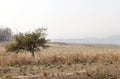 Vast grassland along Pench reservoir, Pench Tiger Reserve