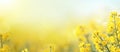 Field of yellow flowers under a blue sky, a beautiful natural landscape Royalty Free Stock Photo