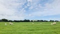 On the vast grassland, the sheep live a harmonious and peaceful life , under the endless sky. Royalty Free Stock Photo