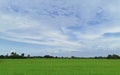 A vast green field in the background with trees and a blue sky with white clouds Royalty Free Stock Photo