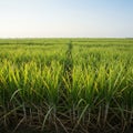 Vast Green Sugarcane Field Under Bright Sunlight Royalty Free Stock Photo
