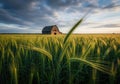 Vast green wheat field with rustic barn under dramatic sky at sunset Royalty Free Stock Photo