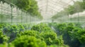 In a vast greenhouse autonomous robots glide through rows of lettuce using highresolution cameras to identify the best