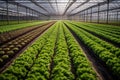 Vast greenhouse filled with salad plants. Generative Ai
