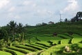 Jatiluwih, Bali rice terrace farm. Royalty Free Stock Photo