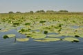 Lake surface, water lily plant, horizon Royalty Free Stock Photo