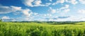 Lush green grass under a blue sky with fluffy white clouds Royalty Free Stock Photo