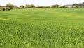 The vast landscape of green barley fields in spring breeze. Royalty Free Stock Photo