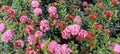 Dwarf Ixora plant with pink flowers-1