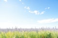 vast lavender field with clear skies