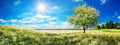 Vast meadow with blossoming tree in spring