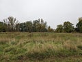 A vast meadow covered with wild grass stretches towards a dense forest