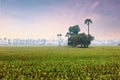 Vast open paddy and pulses fields in the state of Andhra pradesh in india during morning hours Royalty Free Stock Photo