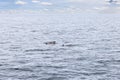 A family of pilot whales traverses the expansive Norwegian Sea under a cloud-dotted sky near Lofoten Royalty Free Stock Photo