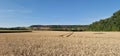 Vast open wheat field under blue sky with green forests in the background Royalty Free Stock Photo
