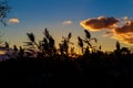 Vast orange speckled clouds form bowl in Autumn sunset sky in semi Royalty Free Stock Photo