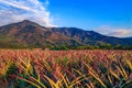 Vast pineapple fields, pastoral blue sky scenery, mountains and cloudscape Royalty Free Stock Photo