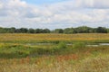 A vast prairie filled with wildflowers and grasses surrounding a pond leading to the woods on a summer day Royalty Free Stock Photo