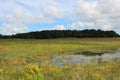 A vast prairie filled with wildflowers and grasses surrounding a pond leading to the woods on a summer day