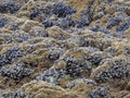 Vast quantity of mussels and barnacles exposed at low tide. Devon, UK.