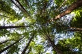 Vast redwood trees at Whakarewarewa, New Zealand