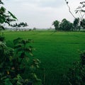 Vast rice fields of Indonesia